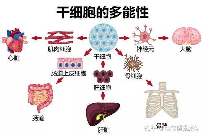 干细胞最大的特点是什么 学类资讯