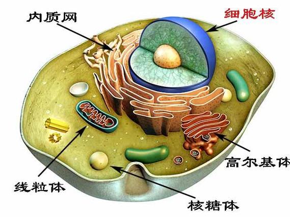 病毒有细胞膜吗 学类资讯