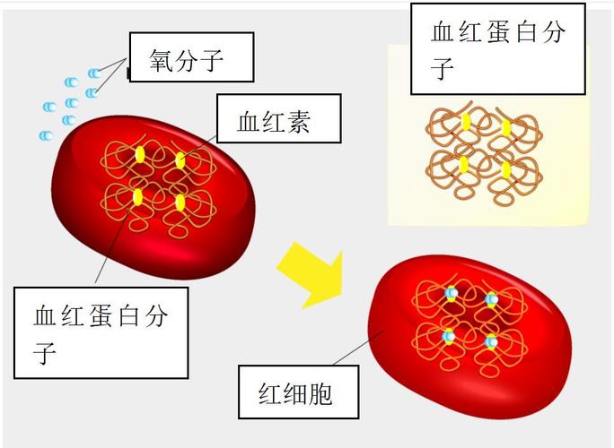 红细胞是真核细胞吗 学类资讯