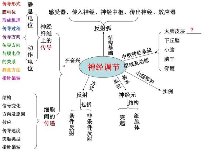 神经调节的特点是什么 学类资讯