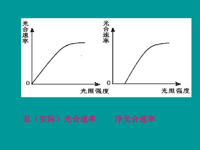 实际光合速率是净光合速率吗 学类资讯