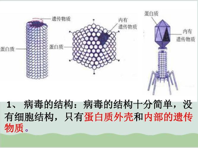 病毒的组成成分是什么 学类资讯