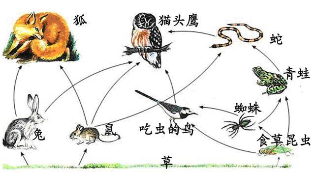 食物网和食物链的区别 学类资讯