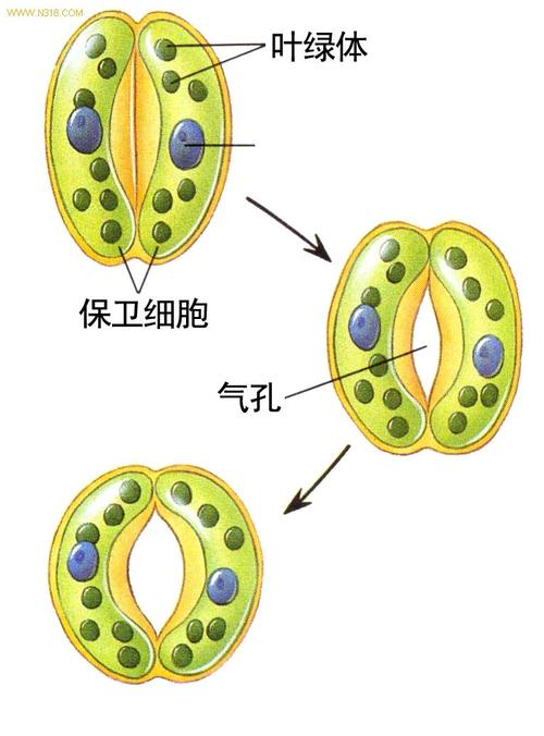 保卫细胞有叶绿体吗 学类资讯