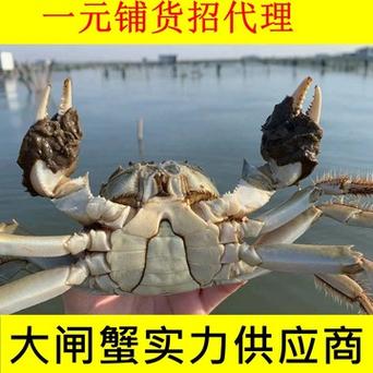 假冒阳澄湖大闸蟹“爬进”知名超市 苏州相关部门介入调查(大闸蟹阳澄湖防伪都是螃蟹) 汽修知识