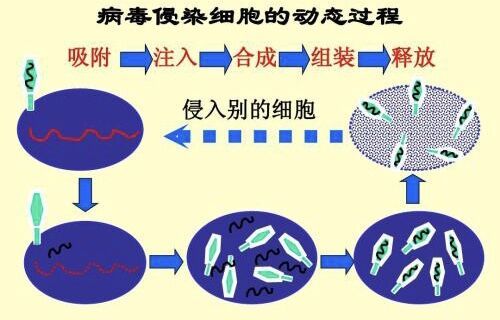 病毒的繁殖方式叫什么 学类资讯