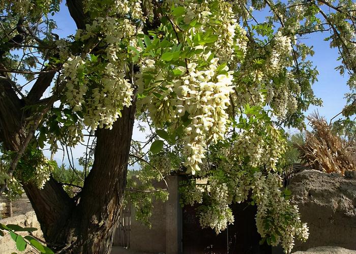 【美丽焦作】“花县”孟州(花县让人槐树有了在这里) 汽修知识