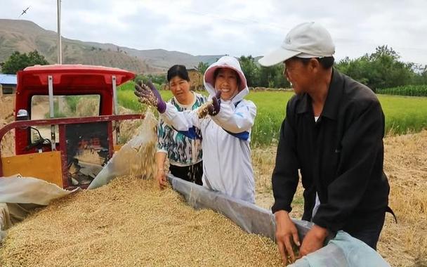 不一般的收获——我国夏粮主产区夏收观察(夏粮夏收小麦收获耕耘) 汽修知识