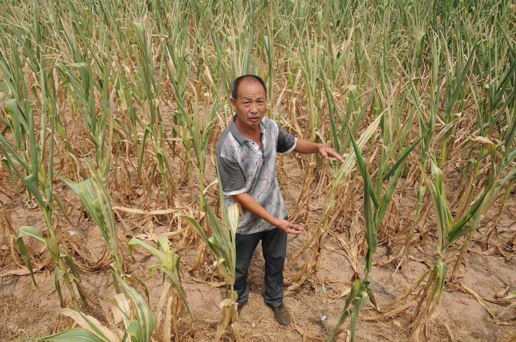 河南农民：“十年都没这样旱过”(河渠灌区浇地抗旱都没) 汽修知识