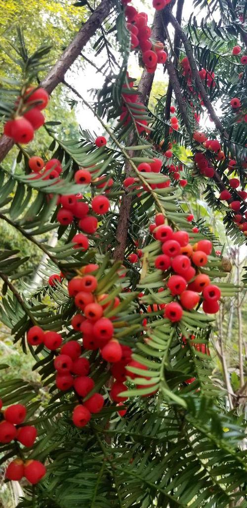 贵州黔东南州州树、州花正式确定：红豆杉、杜鹃花(红豆杉黔东南州杜鹃花城市形象票选) 汽修知识