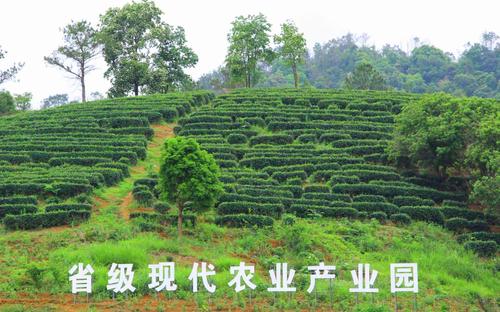 千年大埔茶如何突围？(茶叶产业种植茶园发展) 汽修知识