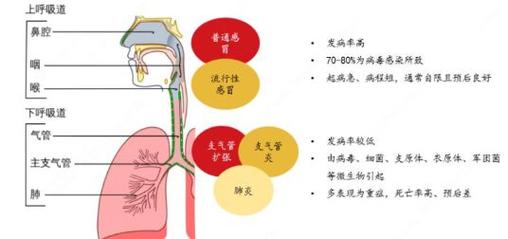 比较难处理 为什么比较难处理？(气囊较难支原体呼吸道感染) 汽修知识