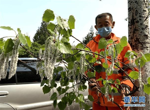 “白绒绒”又“飘”了？如何解决春天杨树柳树飘“白毛”的问题(杨柳杨树柳树新华社如何解决) 汽修知识