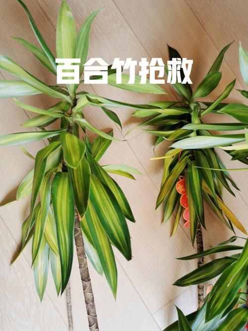 常见几种盆栽绿植的养护小技巧避免叶黄烂根保持四季常青 范文模稿