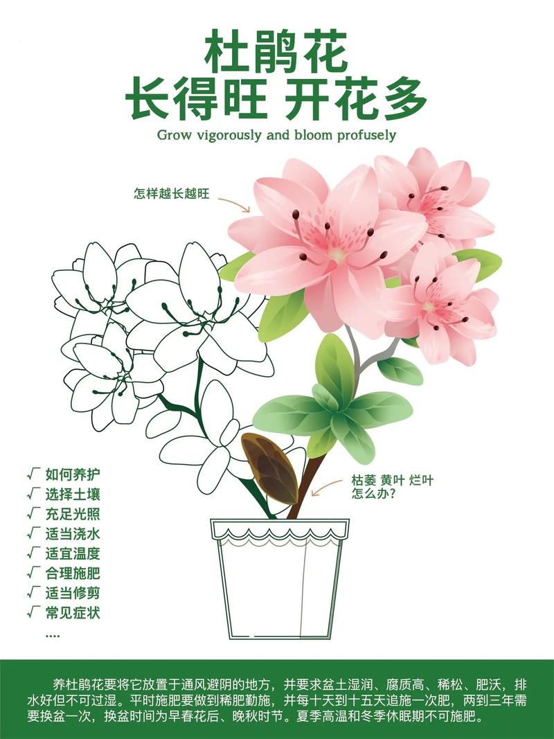 杜鹃花的鉴赏与养护管理值得收藏 范文模稿