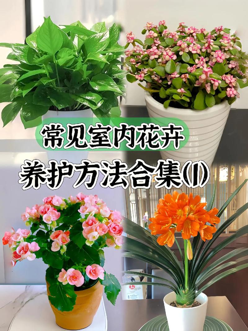 绿植点亮生活花卉有哪些种植养护技巧跟着这个社区来学学 范文模稿