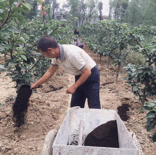 怎样合理施肥才能提高肥效降低成本实现增收种地农民赶紧看 范文模稿