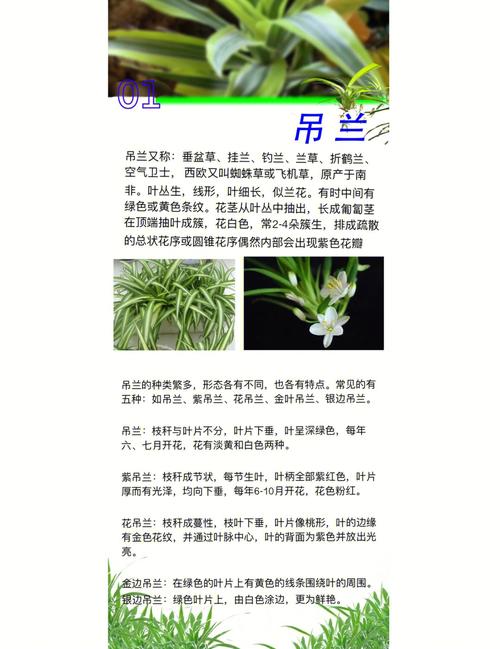 盆栽绿植吊兰教你4点养护技巧绿叶蹭蹭长看着真喜人 范文模稿