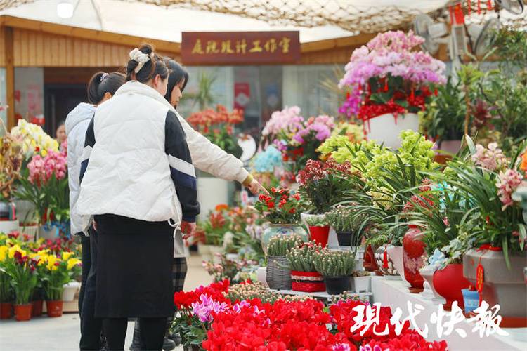 繁花闹春无锡2000种年宵花笑迎龙年 范文模稿