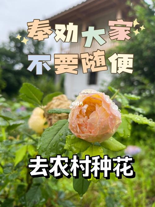 养花给你的收获是什么 范文模稿