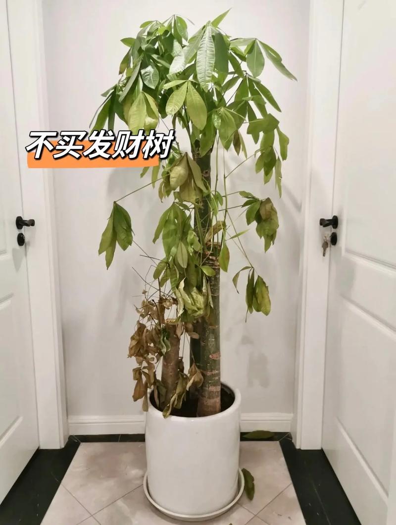 这七种适合室内的植物你可能没见过 范文模稿