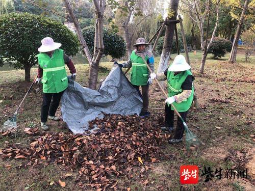 保障植物安然过冬南京浦口城管园林部门开展精细化养护作业 范文模稿