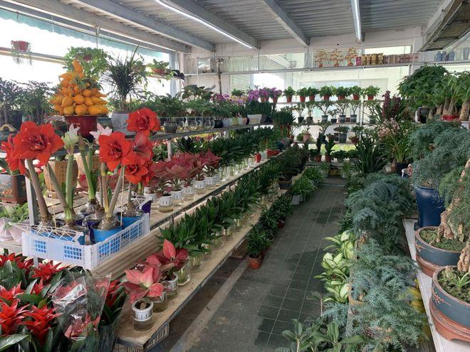 冬季不知去哪里买绿植和花卉43000平米园艺中心等你 范文模稿 冬季不知去哪里买绿植和花卉43000平米园艺中心等你 范文模稿