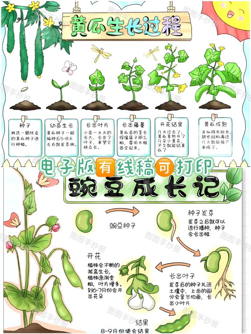 植物观察日记模板 范文模稿