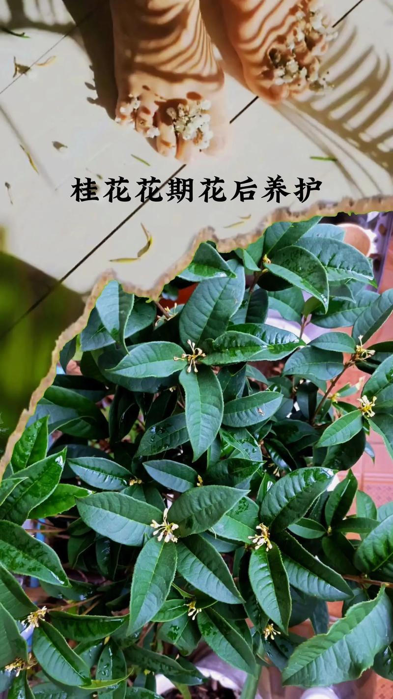 桂花养护攻略用对方法一次开花几个月香味十足 范文模稿