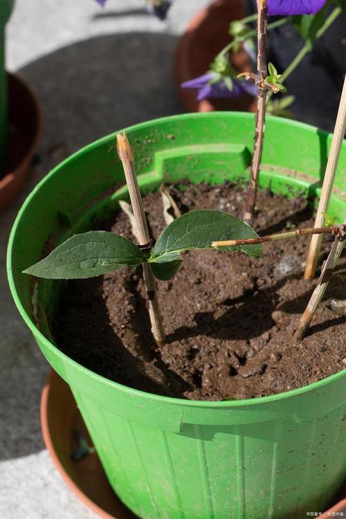 海棠种植方法和时间 范文模稿