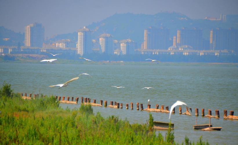 全球仅存3000只玉环这片国家级湿地引鸟界国宝来过冬 范文模稿