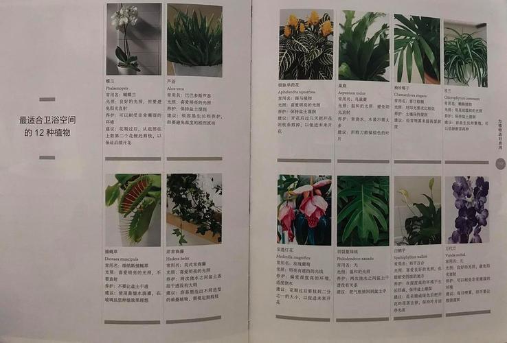 植物不要随便养小心处理不当绿植变过敏源 范文模稿