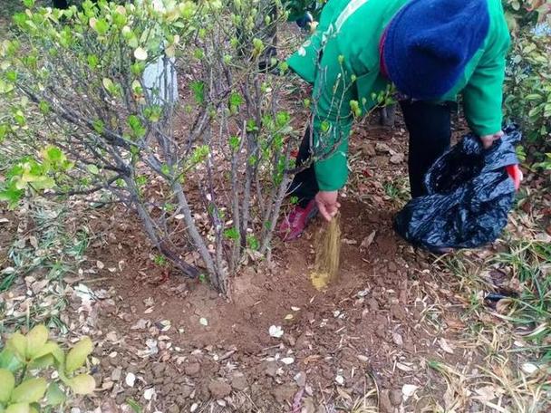 泰安市园林绿化管理服务中心春季绵绵雨施肥正当时 范文模稿