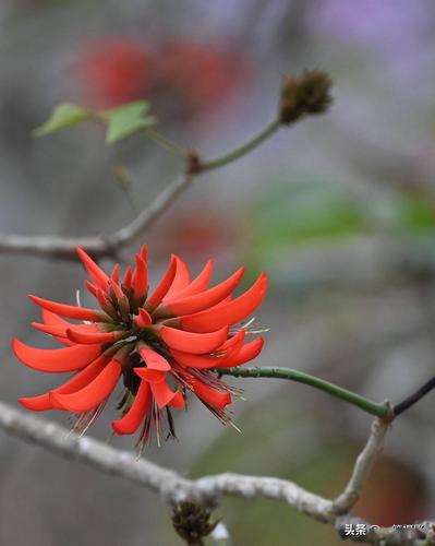 刺桐花的鉴赏与栽培养护 范文模稿