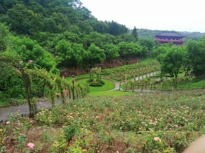 生机盎然请查收这份资阳植物图鉴 范文模稿