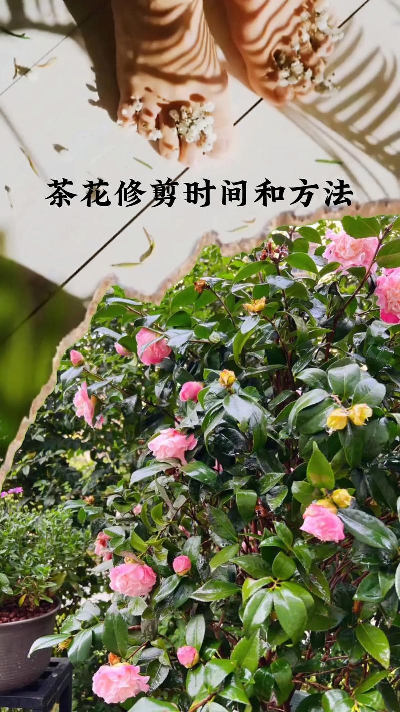 茶花怎么养园艺师教你茶花的全面养护技巧新手也能学会 范文模稿