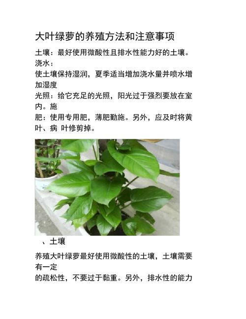 如果你养着大型绿植想要不落叶不黄叶把这4点做好 范文模稿