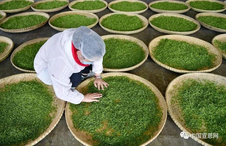 安溪六字诀绿色新茶业 范文模稿