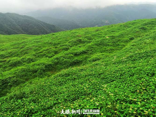 科技黔行 创新有我  贵州众智恒公司深耕草科技培育草生态 范文模稿