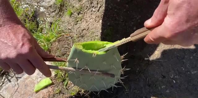 荒漠植物求生术 范文模稿