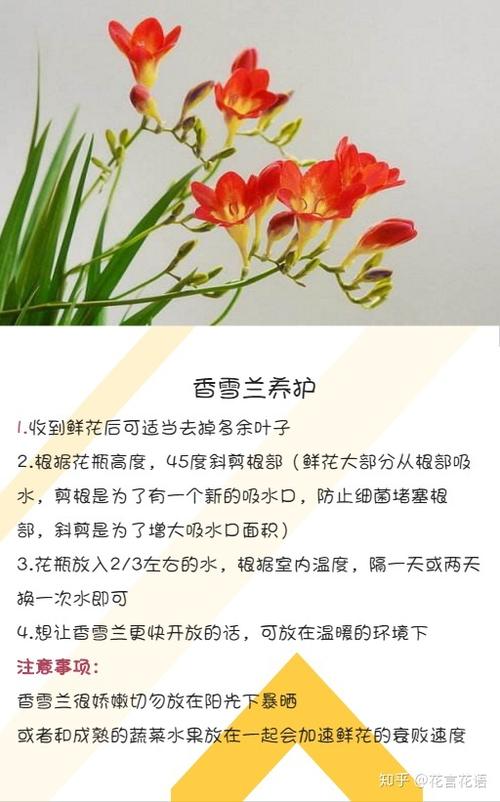 小白秒懂的兰花养护技巧让你的家居生活兰上加兰 范文模稿