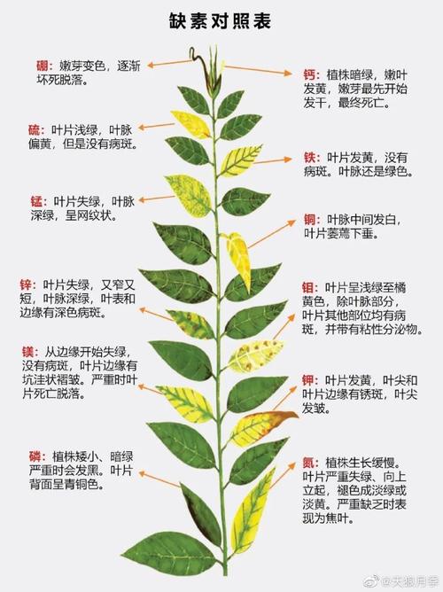 绿植养护必备解决常见植物疑难问题 范文模稿