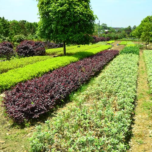 苗圃花圃如何进行园林养护 范文模稿