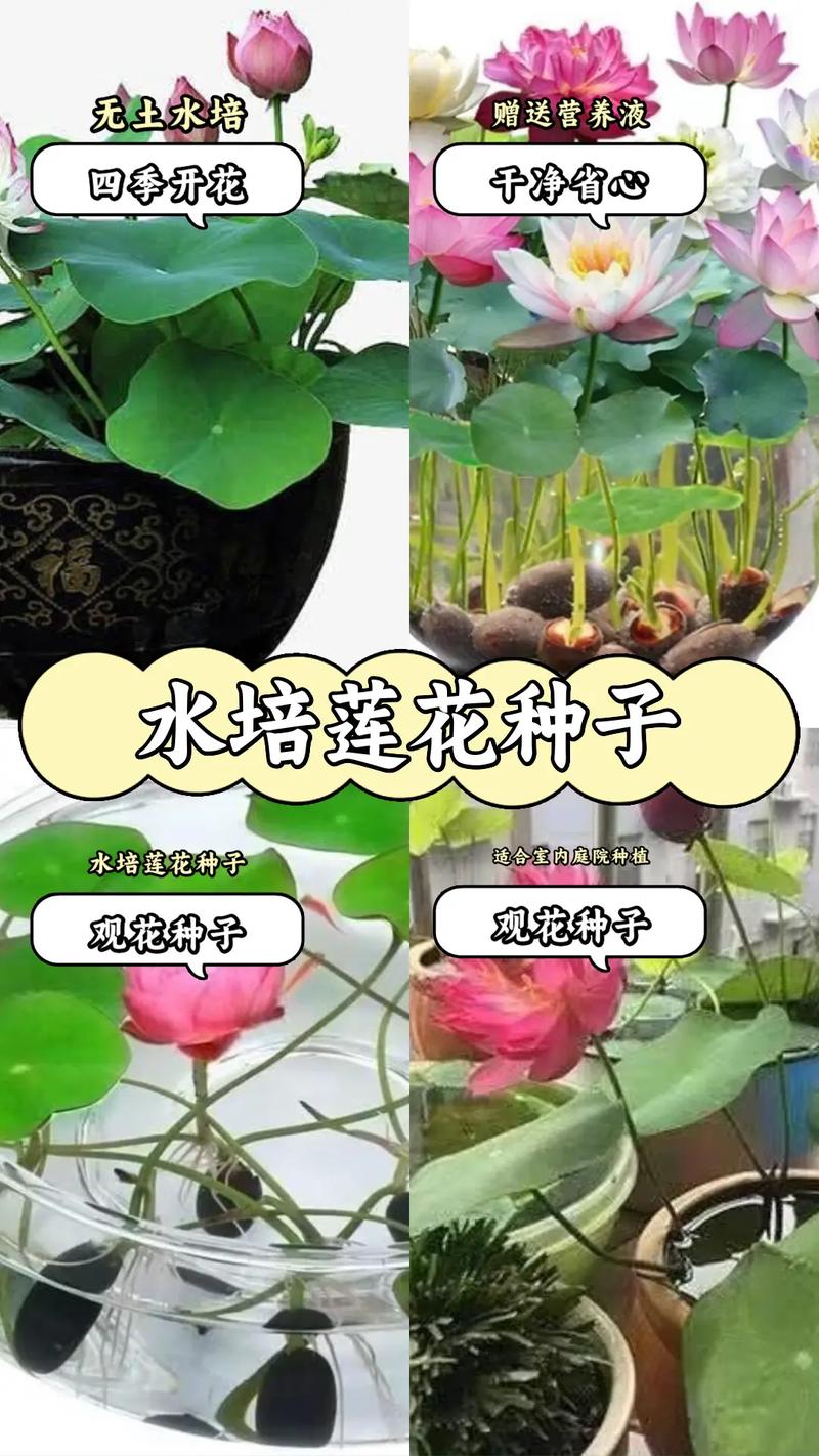 水缸养莲花全方位的正确养护指南 范文模稿