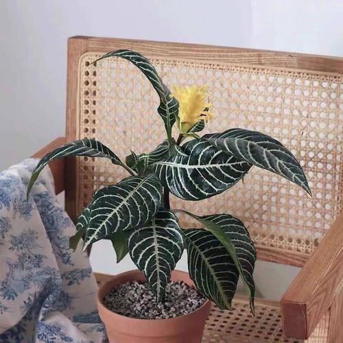早春家里养斑马花做好这5件事叶绿花美清新又养眼 范文模稿 早春家里养斑马花做好这5件事叶绿花美清新又养眼 范文模稿