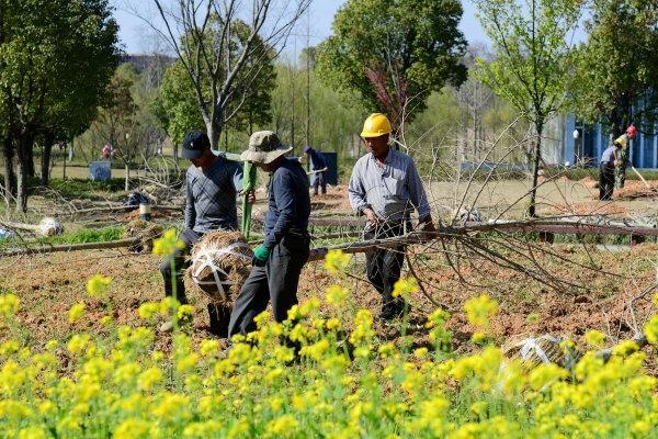 徐州贾汪绿化养护忙 不负好春光 范文模稿