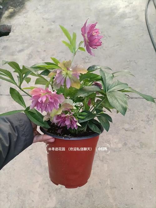 铁筷子养护攻略到给不敢入手的花友们打一针强心剂 范文模稿 铁筷子养护攻略到给不敢入手的花友们打一针强心剂 范文模稿