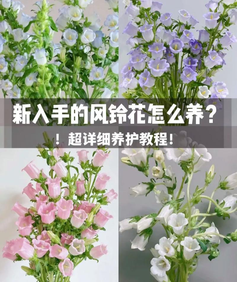 风铃花的养护技巧开花爆盆很简单南北方养护区别在这里 范文模稿