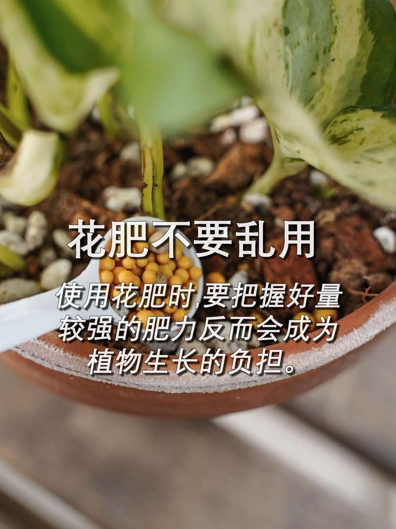 小盆栽租赁养护注意事项 范文模稿