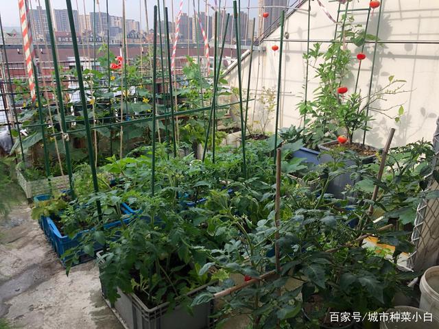 快速打造阳台菜园4种菜根别丢10天变得绿油油 范文模稿